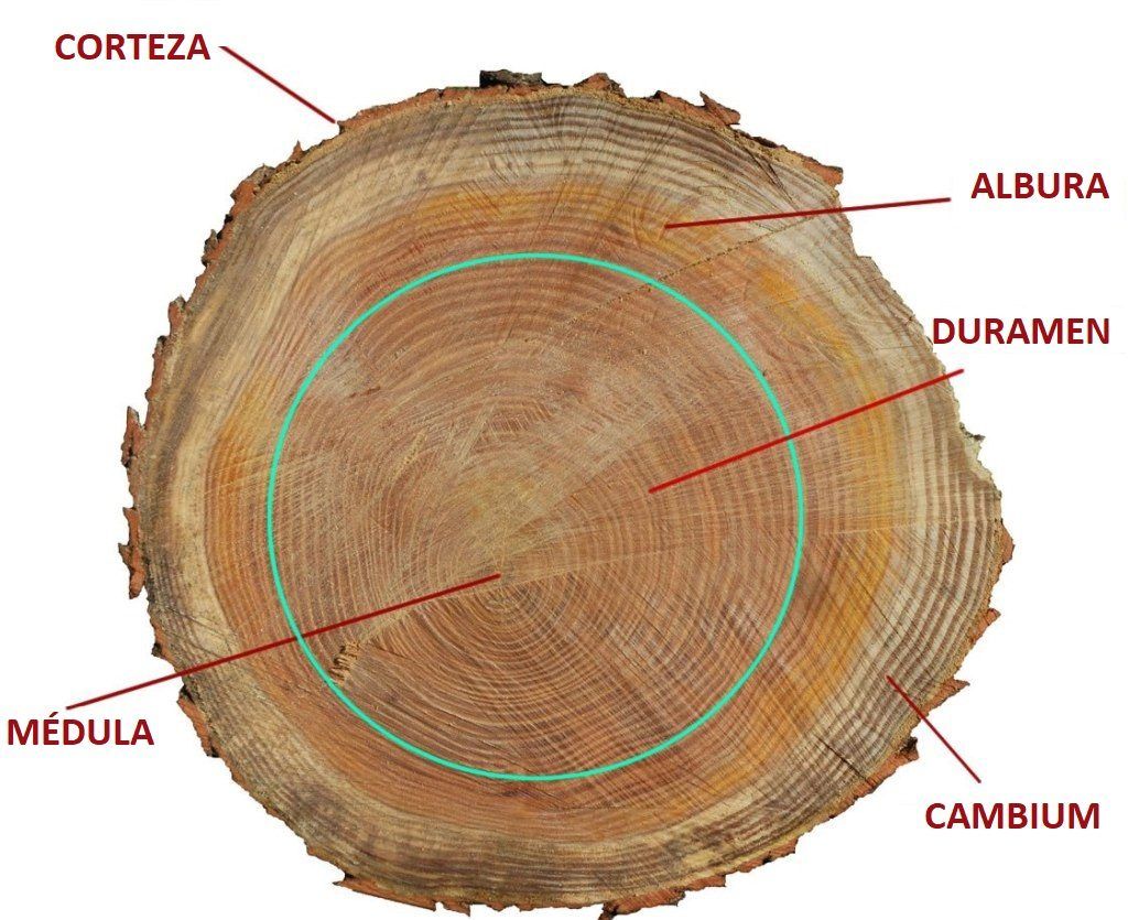 Lo que hay que saber antes de comprar un bungalow de madera partes del tronco